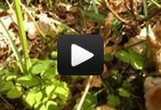 View a short video about picking Wood Sorrel